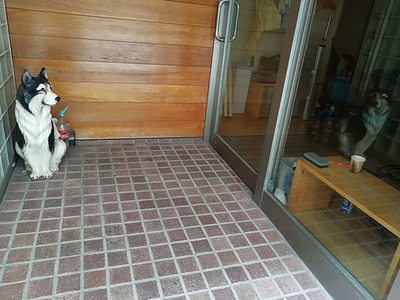 犬.jpg